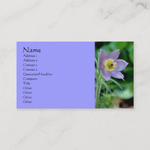 Purple Pasque Carte de visite de la photographie