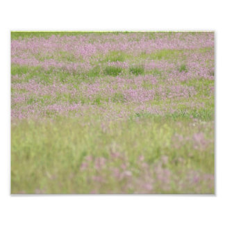 Purple Passion 10 x 8 Impression photographique