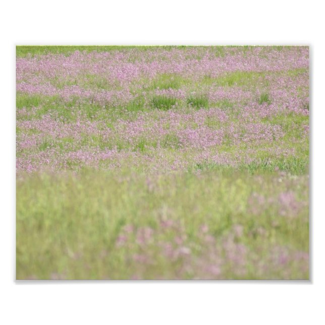 Purple Passion 10 x 8 Impression photographique (Devant)