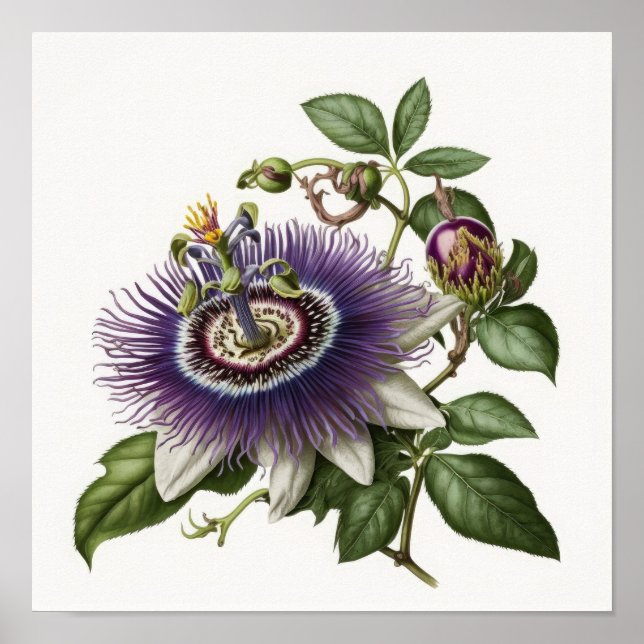 Purple Passion Flower Art Print Poster (Vorne)
