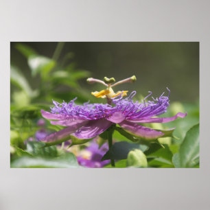 Purple Passion Flower Nature Poster