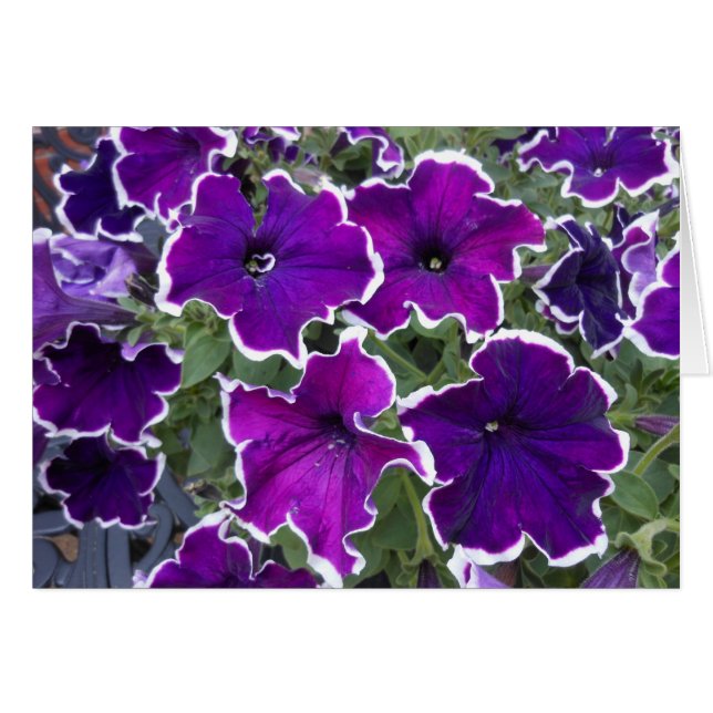 Purple Petunias (Devant horizontal)