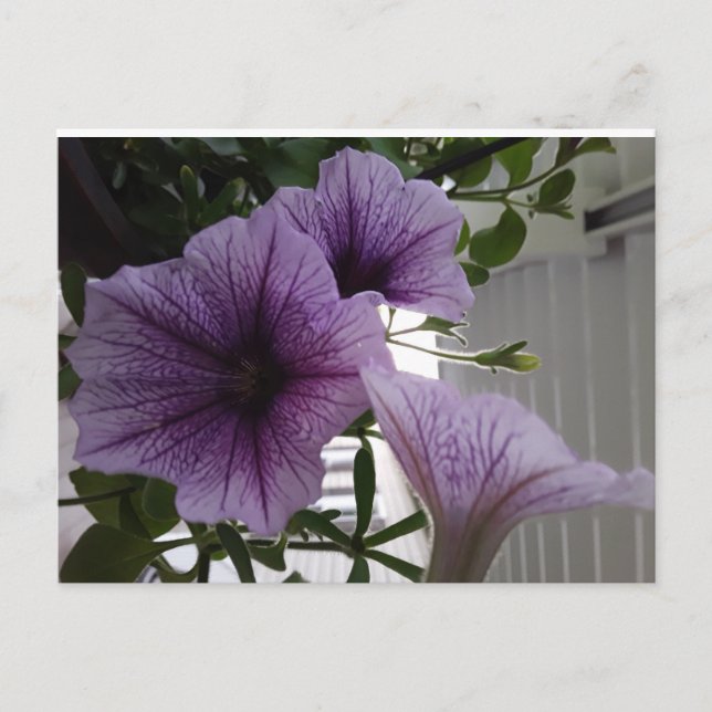 Purple Petunit Postcard Postkarte (Vorderseite)
