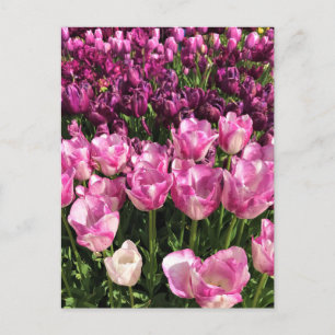 Purple & Pink Tulip Garden Bed, Oregon Postkarte