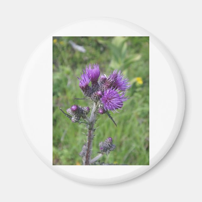 Purple Thistle Magnet (Vorne)