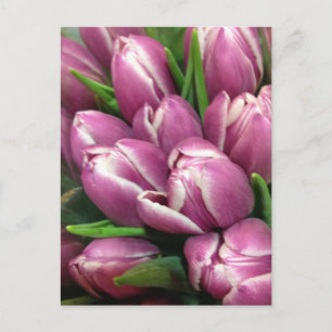 Purple Tulip Flowers Postkarte