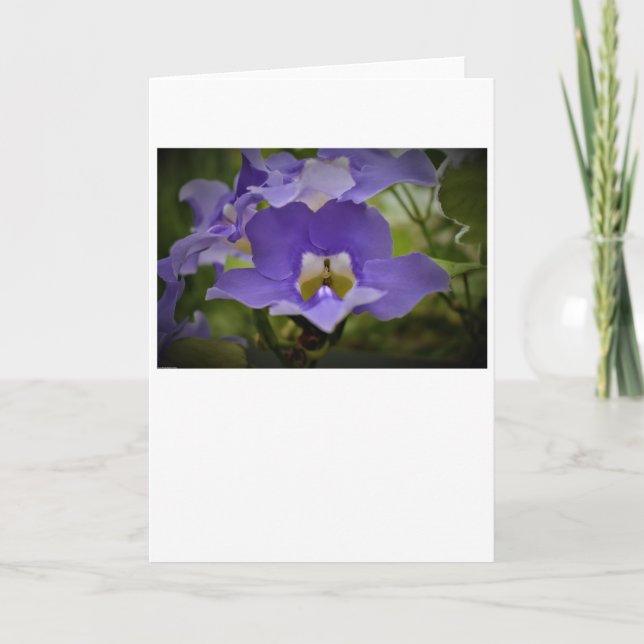 Purple & Vert, carte (Devant)