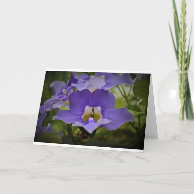 Purple & Vert, carte (Devant)