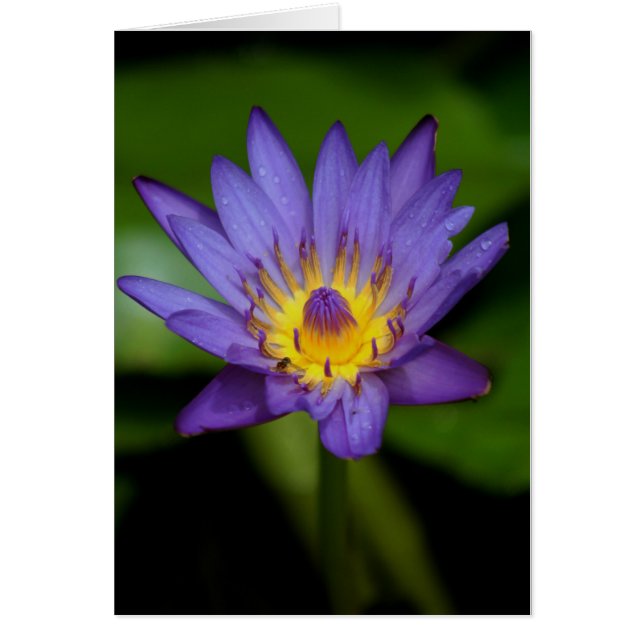 Purple Water Lily (Vorne)