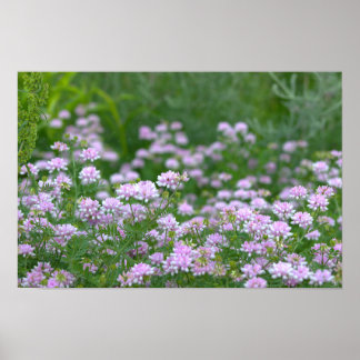 Purple Wildflowers Poster