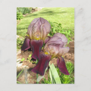 Purplelavenderiris Postkarte