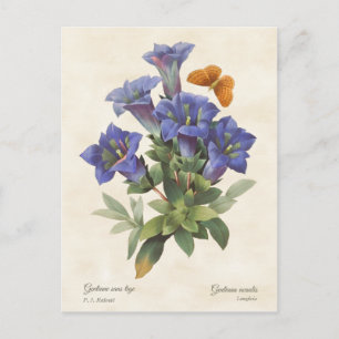 Purpur-Enzian-Vintage-Botanikillustration Postkarte