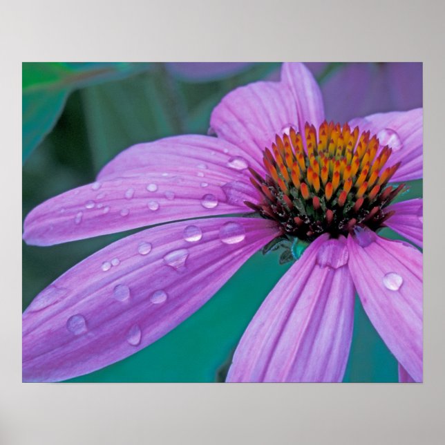 Purpur-Scheibenblume mit Wassertropfen Poster (Vorne)
