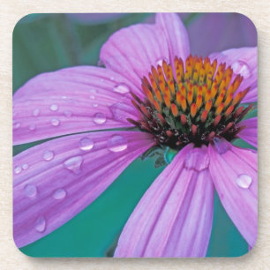 Purpur-Sonnenhut-Blume mit Wassertropfen Getränkeuntersetzer