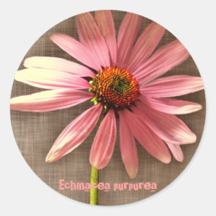 Purpur-Sonnenhut Echinacea purpurea Runder Aufkleber