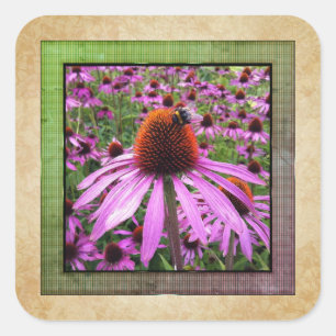 Purpur-Sonnenhut Echinacea Wildblumen-Aufkleber Quadratischer Aufkleber
