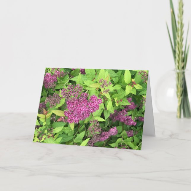 Purpurblumen Karte (Vorderseite)