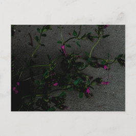Purpurblumen mit tiefen Schatten Postkarte