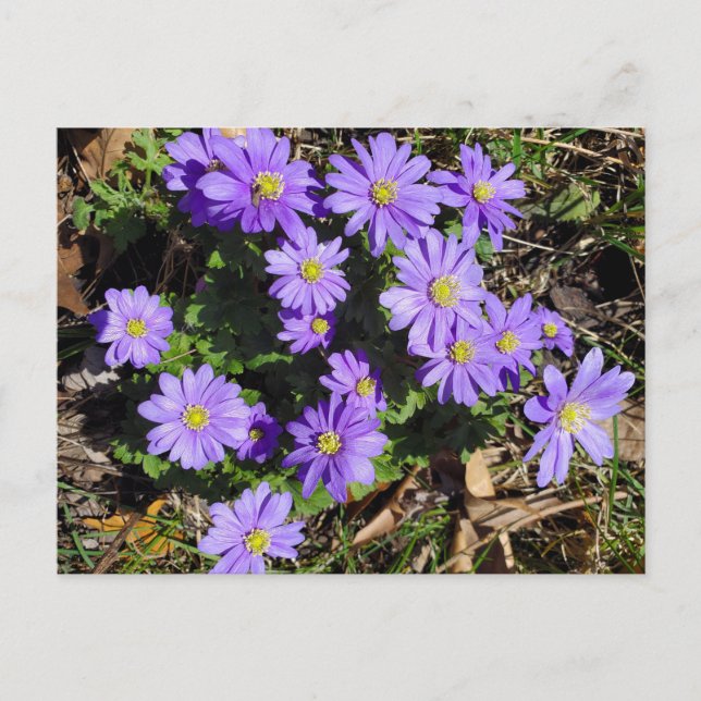 Purpurblumen Postkarte (Vorderseite)