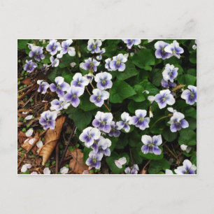 Purpurblumen Postkarte