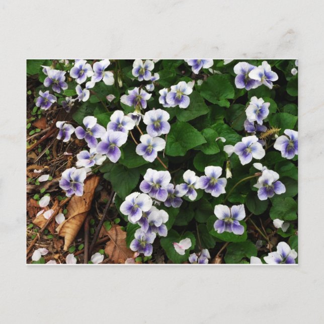 Purpurblumen Postkarte (Vorderseite)