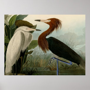 Purpurreiher Audubon Vogel Wildlife Malerei Poster