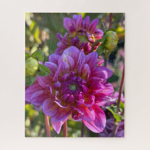 Purpurrote Dahlie, Oakland