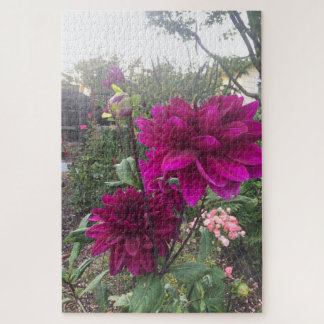Purpurrote Dahlie, San Mateo