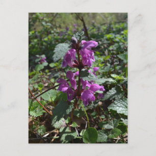 Purpurrote Taubnessel (Lamium purpureum) in Blüte Postkarte