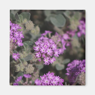 Purpurverbena Coachella Valley Wildlife Preserve  Magnet