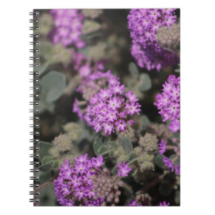 Purpurverbena Coachella Valley Wildlife Preserve Notizblock