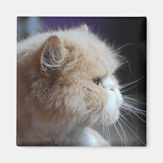 Purr-fect Persian Cat Magnet (Vorne)