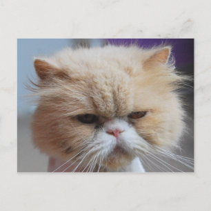 Purr-fect persische Katze Postkarte