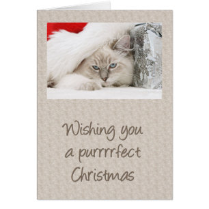 Purrfect Kitty Christmas
