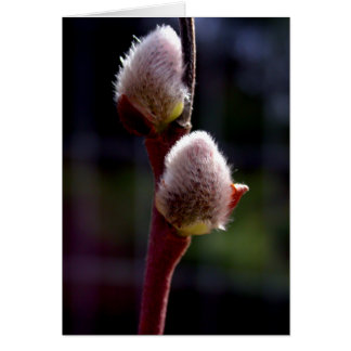 Pussywillow-Knospen im Frühjahr