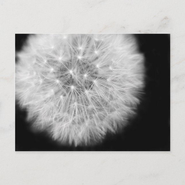 Pusteblum Postkarte (Vorderseite)