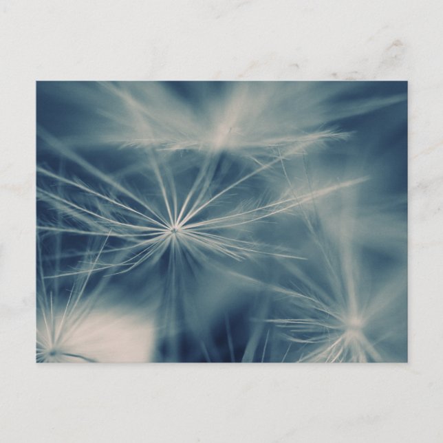 Pusteblum Postkarte (Vorderseite)