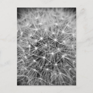 Pusteblum Postkarte