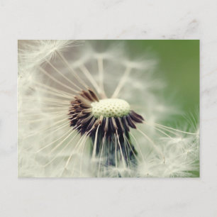 Pusteblume 2013 3 postkarte