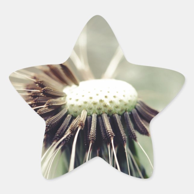 Pusteblume 2013 3  Stern-Aufkleber (Vorderseite)