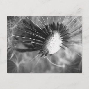 Pusteblume 2013 5 postkarte