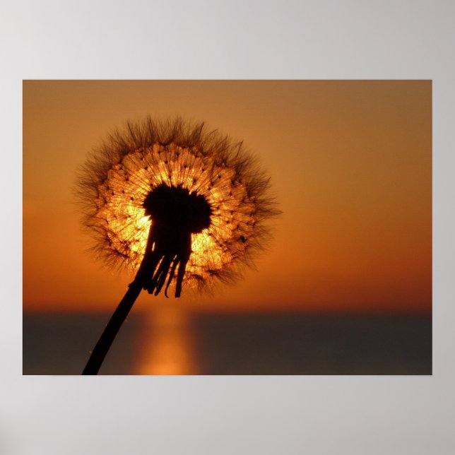Pusteblume / Dandelion Poster (Vorne)