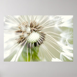 Pusteblume Poster
