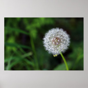 Pusteblume Poster