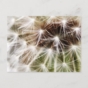 Pusteblume Postkarte
