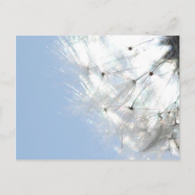 Pusteblumen Löwenzahn Himmelblau Fotografie Postkarte (Vorderseite)