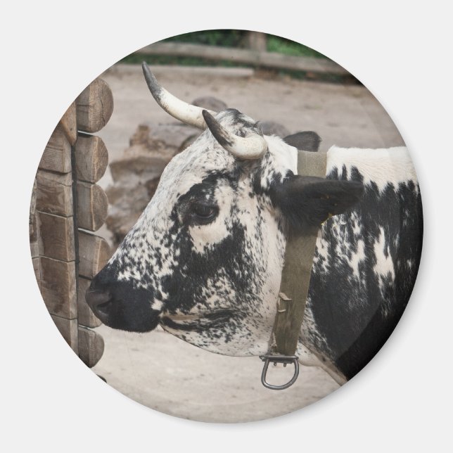 Pustertal-Kuh Magnet (Vorne)