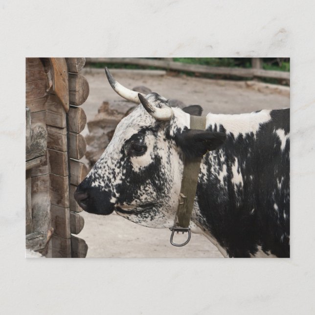 Pustertal-Kuh Postkarte (Vorderseite)