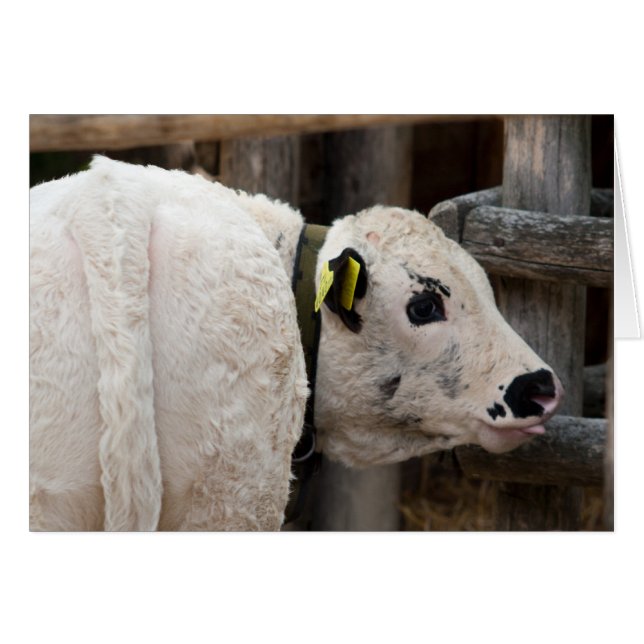 Pustertal Pied Calf (Vorderseite (Horizontal))