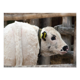 Pustertal Pied Calf Fotodruck